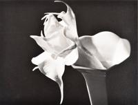 Imogen Cunningham Datura Photograph, Signed Edition - Sold for $3,072 on 03-04-2023 (Lot 532).jpg